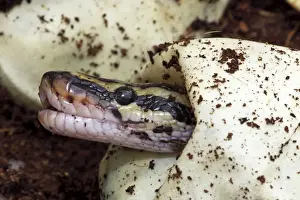 Píton de ball python (python regius) - Hacía desde el nido en cautiverio- Originario de África