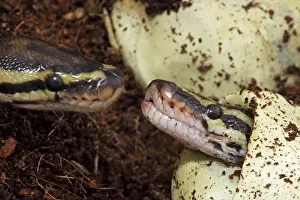 Impresiones de Python ballón CAN 3928 de serpiente boiga captivo desde el huevo Originario de África Pitón Bola Imprime: Píton de ball python (python regius) - Hacha captivo desde el huevo - Originario de África
