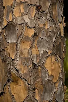 Close Up Tree Trunks Imprime: Bark of slash pine