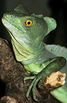 Wildlife Reptiles Imprime: Basilisk