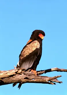 Accipitriformes Imprime: El Águila del Bateleur, Botsuana