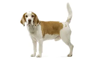 Beagle Dog Breed Imprime: Beagle