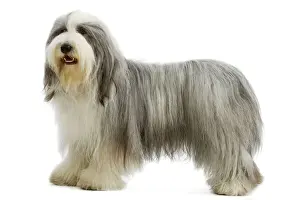 Collyón de barba
