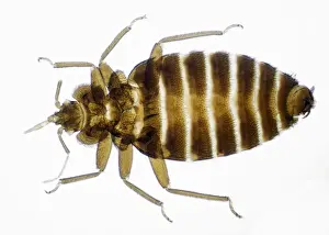 Insect Close Up Photos Imprime: Bed Bug