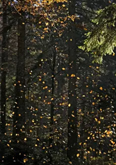 Beech Tree Leaves Imprime: Beech Tree - Falling leaves