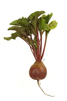 Beetroot Images Imprime: Beetroot