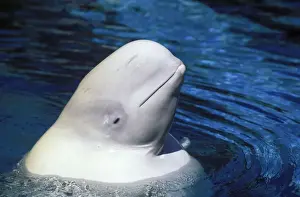 Monodontidae Imprime: Beluga