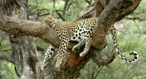 Leopardo Imprime: El leopardo de Namibia
