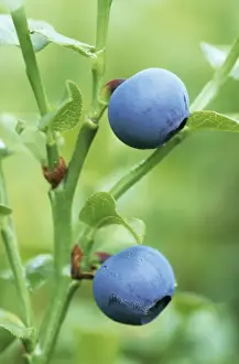Bilberry Fruit Images Imprime: Bilberry
