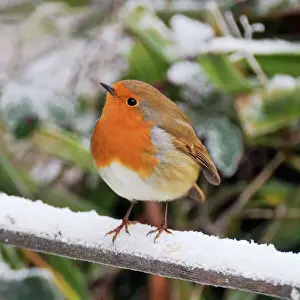 Garden Birds UK Imprime: BIRD. Robin