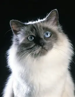 Cat Lover Gift Ideas Imprime: Birman Cat