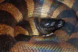 Reptile Wildlife Photos Imprime: Bismark Ringed Python - Found only on the islands of the Bismark Archipelago