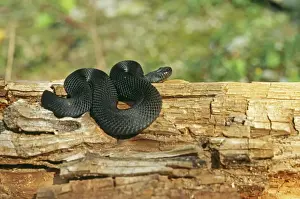 Vipera Berus Images Imprime: Black Adder