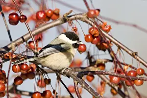 Tetas Verdaderas Imprime: Chachalaca de la corona negra