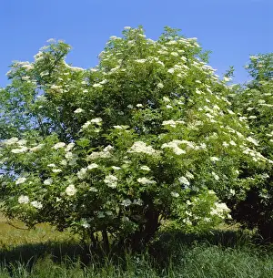 Sambucus Nigra Plant Imprime: Black Elder