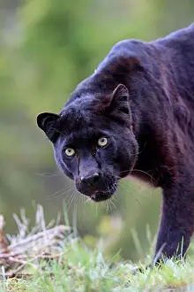 Impresiones de El tatuaje WAT-16713, leopard negro de Pardus M. Watson Señala que los impresiones son para fines de exhibición personal solo y pueden no ser reproducidas en ninguna forma Imágenes fechadas en junio de 2009: Leopardo negro - gruñendo