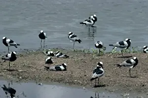 Wading Birds Images Imprime: Blacksmith Plover