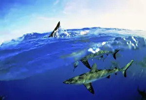 Shark Conservation Images Imprime: Blacktip Sharks - Split-level view, above and underwater. Island Rangiroa, Polynesia