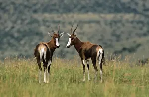 M Watson Wildlife Photographer Imprime: Blesbok