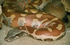 Impresiones de Nota del autor PM 8780 Ballena de sangre Malasia e Indocina Bola python corta Pat Morris Por favor Pitón De Sangre Imprime: Hiena de sangre Malasia e Indocina