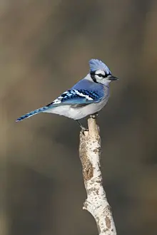 Personal Use Prints Available Imprime: Blue Jay