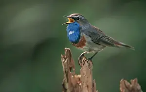 Johan De Meester Photography Imprime: Bluethroat - singing