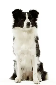 Border Collie Dog Breed Imprime: Border Collie
