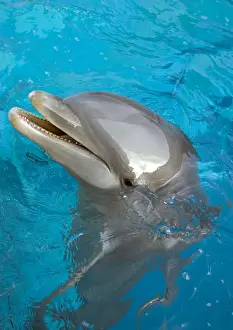 Bottlenose Dolphin Pictures Imprime: Bottlenose Dolphin - at surface