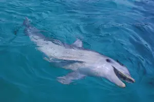 Bottlenose Dolphin Pictures Imprime: Bottlenosed dolphin