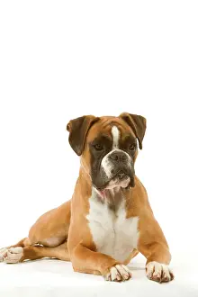 Personal Use Prints Only Imprime: Boxer - lying down
