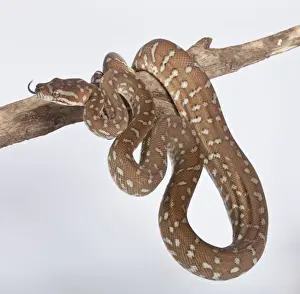 Reptile Photography Australia Imprime: Bredl Python - Australia
