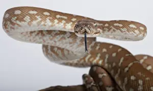 Oceania Wildlife Images Imprime: Bredl Python - intimidation posture - Australia