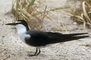 Personal Use Prints Only Imprime: Bridled Tern