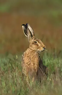 Impresiones de CK-1793 Conejo marrón Lepus capensis Chris Knight Por favor, tenga en cuenta que las impresiones son solo para fines de exhibición personal y no pueden ser reproducidas de ninguna manera Capensis Imprime: Loros marrón