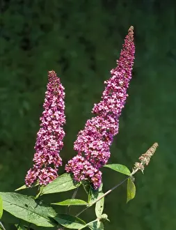 Purple Flowering Plants UK Imprime: Buddleia