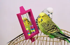 Imágenes fechadas el 18 de agosto de 2008: Budgerigar