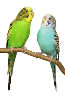 P Imprime: Pájaros budgérrigos en percha