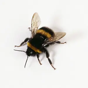 Imágenes de agosto de 2004: Abeja Apelmaz