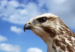 Jean Paul Ferrero Art Imprime: Buzzard