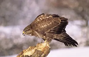 Nature Photography Artwork Imprime: Buzzard - calling