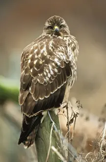 Bird On Fence Post Imprime: Buzzard - perched on post