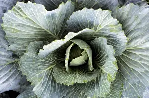 Close Up Cabbage Imprime: Cabbage