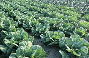 Vegetable Garden Images Imprime: Cabbages