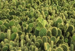 Prickly Plant Images Imprime: Cactus