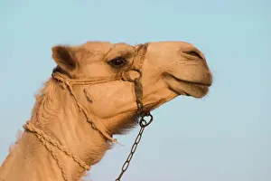 Impresiones de Feo 157 Camello Egipto Geoff Du Foe Señala que las impresiones se destinan exclusivamente a fines de exhibición personal y no pueden reproducirse en ninguna forma Camello Imprime: Cameleón - Egipto