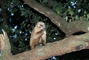 Wildlife Artwork For Sale Imprime: Capuchin Monkey