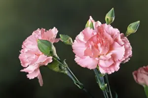 Carnation Flower Imprime: Carnation