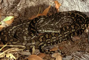 Australian Snakes Imprime: Carpet python - has heat sensory pits. Can reach 2. 5 metres