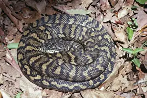 Australian Reptile Images Imprime: Carpet Python Snake East Australia