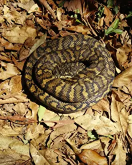 Tropical Wildlife Photos Imprime: Carpet Python - Sunning on a rainforest track